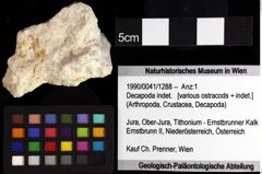 Foto (Objket + Etiketten) von Decapoda indet. 